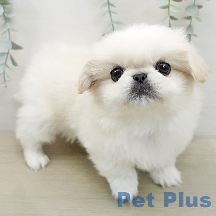 ペキニーズの写真2
