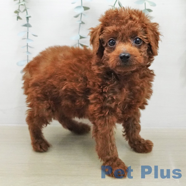 トイ・プードル