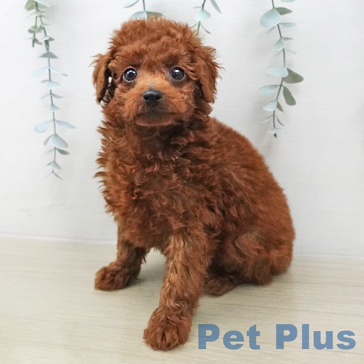 トイ・プードルの写真2