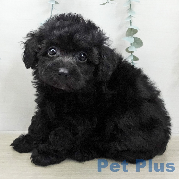 トイ・プードル