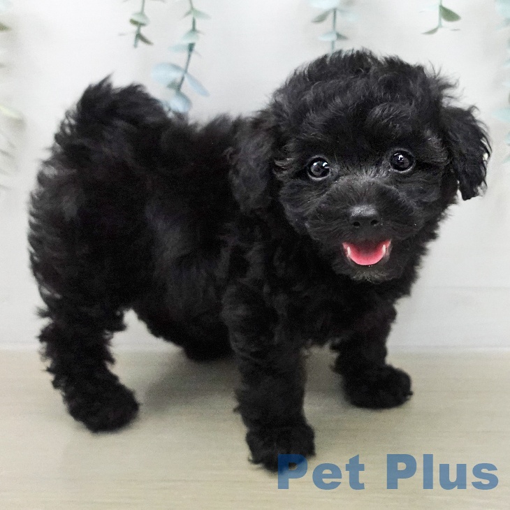 トイ・プードルの写真2