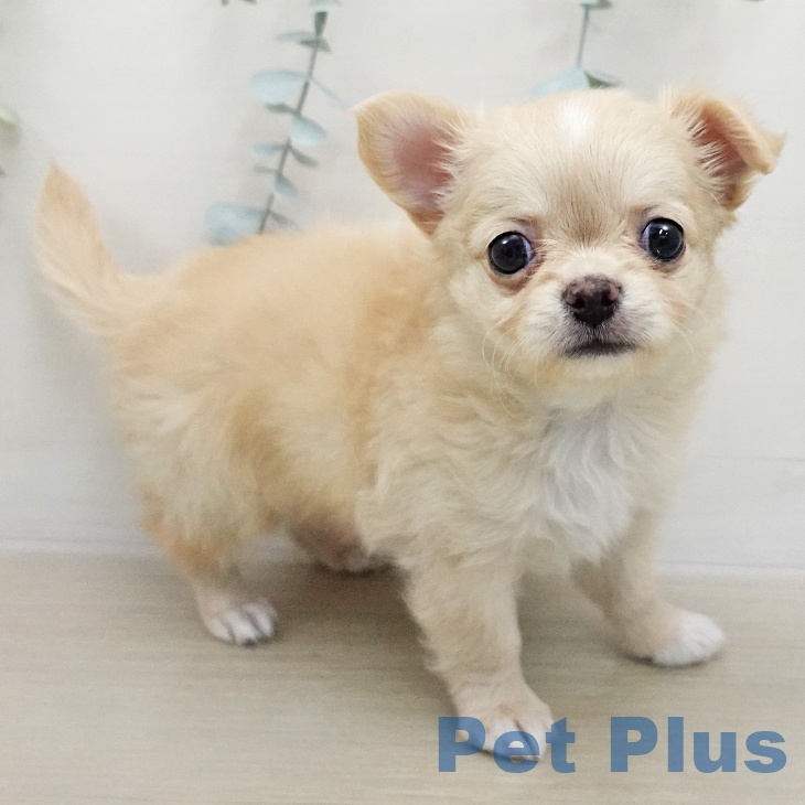 埼玉県のチワワ(ロング) (ペッツワン 浦和美園店/2026年1月24日生まれ/男の子/クリームホワイト)の子犬の1枚目の画像