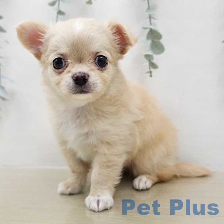 埼玉県のチワワ(ロング) (ペッツワン 浦和美園店/2026年1月24日生まれ/男の子/クリームホワイト)の子犬の2枚目の画像