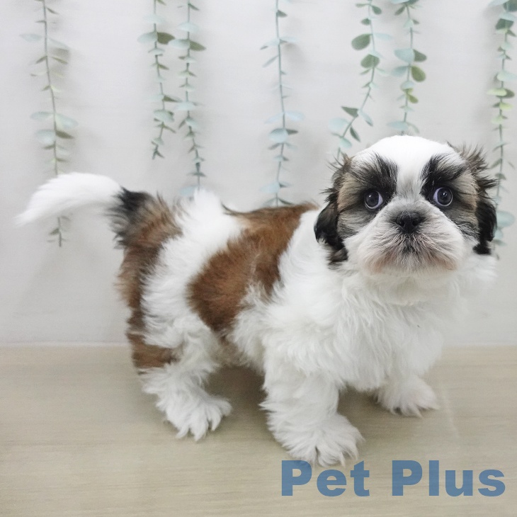 シー・ズーの写真2