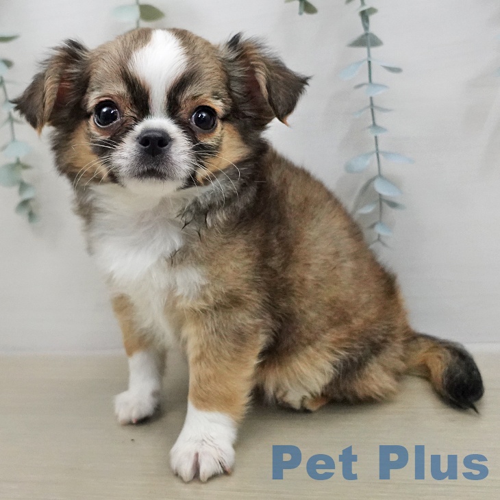 埼玉県のチワワ(ロング) (ペットプラス ららぽーと新三郷店/2026年1月23日生まれ/男の子/フォーンホワイト)の子犬