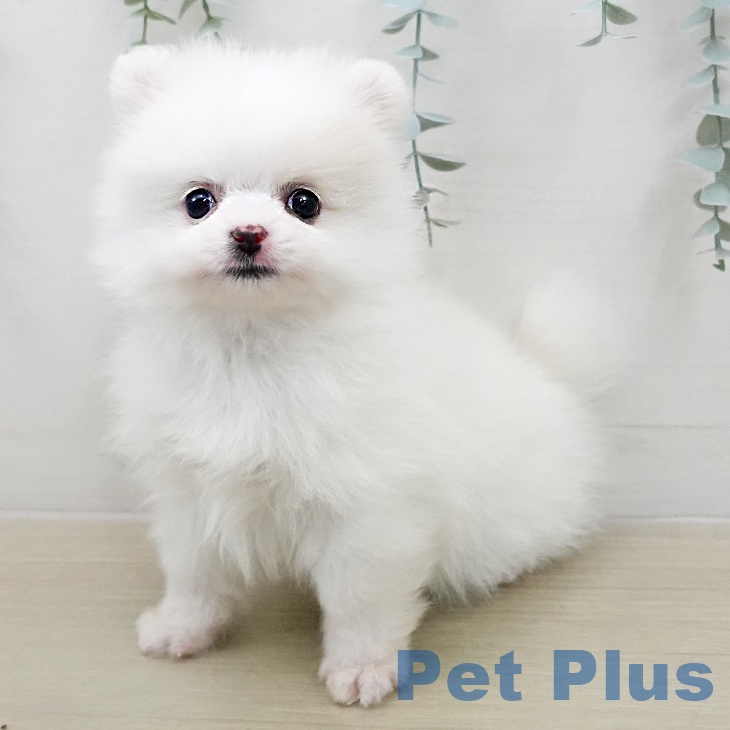 宮城県のポメラニアン (ペットプラス 仙台上杉店/2026年1月17日生まれ/男の子/クリーム)の子犬
