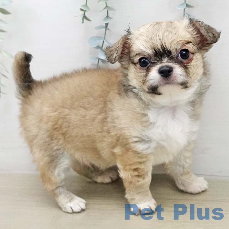 埼玉県のチワワ(ロング) (ペットプラス コクーンシティ店/2026年1月24日生まれ/男の子/フォーンホワイト)の子犬の1枚目の画像