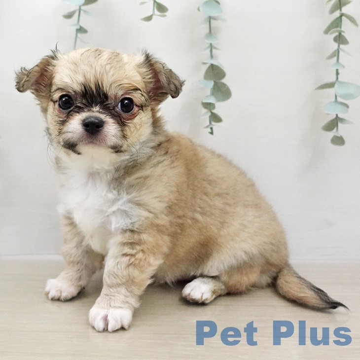 埼玉県のチワワ(ロング) (ペットプラス コクーンシティ店/2026年1月24日生まれ/男の子/フォーンホワイト)の子犬の2枚目の画像