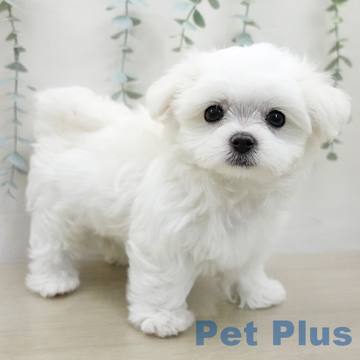 宮城県のマルチーズ (ペットプラス 仙台泉大沢店/2026年1月24日生まれ/男の子/ホワイト)の子犬