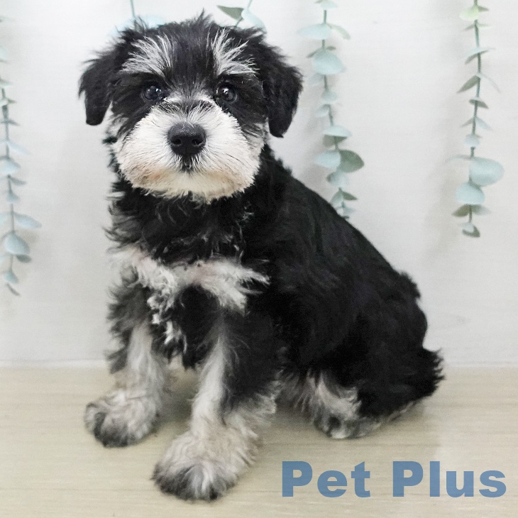 ミニチュア・シュナウザー