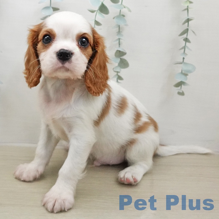 キャバリア・キングチャールズ・スパニエル