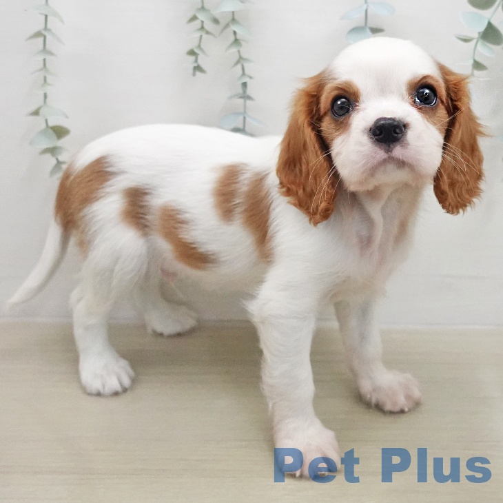 キャバリア・キングチャールズ・スパニエルの写真2