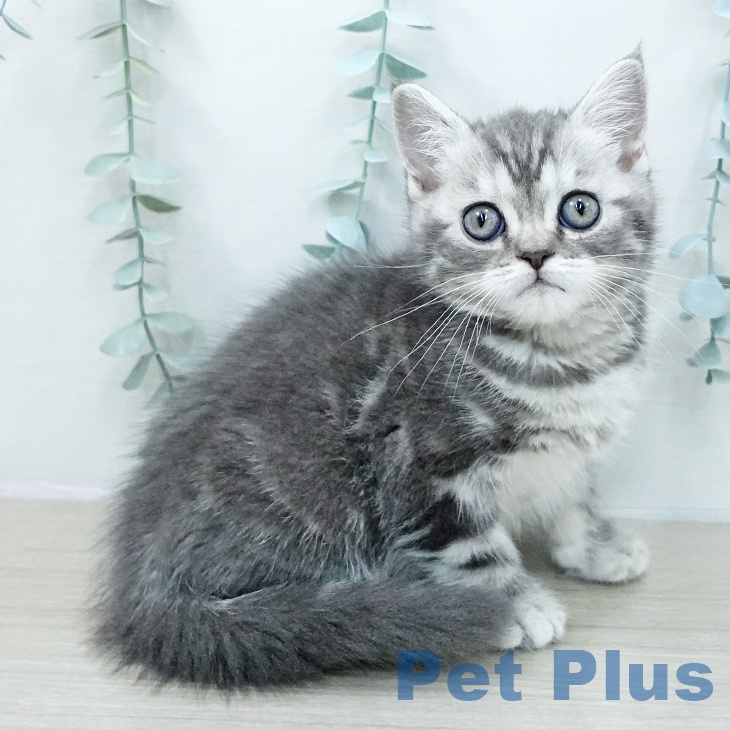 スコティッシュフォールド