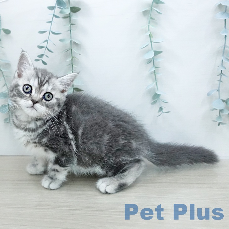 スコティッシュフォールドの写真2