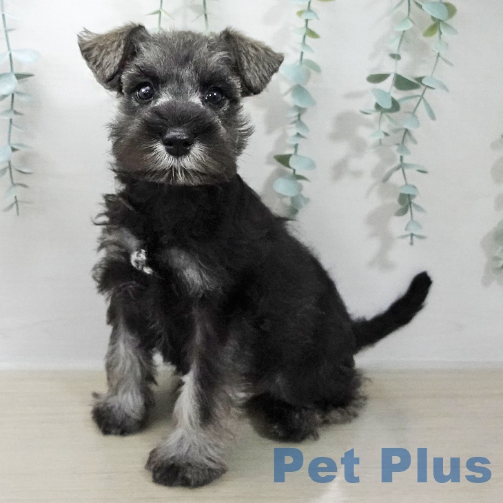 ミニチュア・シュナウザー