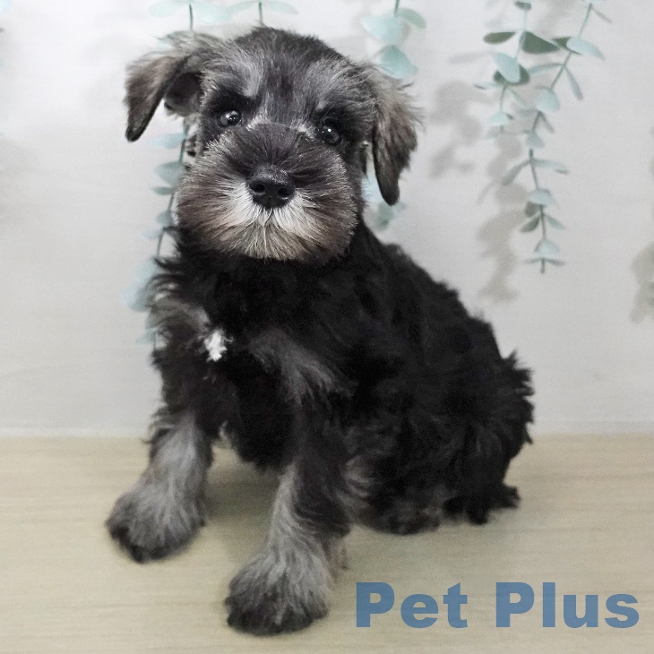 茨城県のミニチュアシュナウザー (ペットプラス つくば店/2026年1月20日生まれ/男の子/ソルトペッパー)の子犬