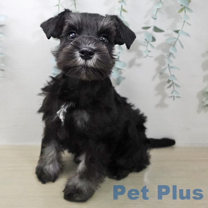 ミニチュア・シュナウザー