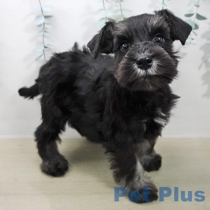 ミニチュア・シュナウザーの写真2