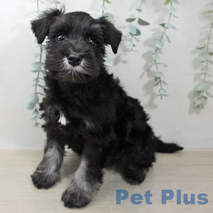 千葉県のミニチュアシュナウザー (ペットプラス 幕張新都心店/2026年1月20日生まれ/男の子/ブラックシルバー)の子犬の1枚目の画像