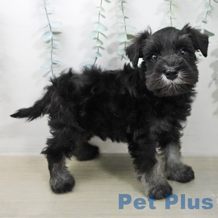 千葉県のミニチュアシュナウザー (ペットプラス 幕張新都心店/2026年1月20日生まれ/男の子/ブラックシルバー)の子犬の2枚目の画像