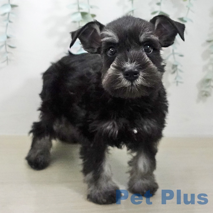 ミニチュア・シュナウザーの写真2