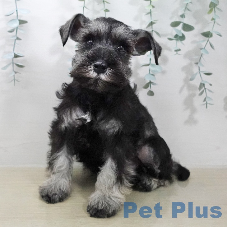 ミニチュア・シュナウザー