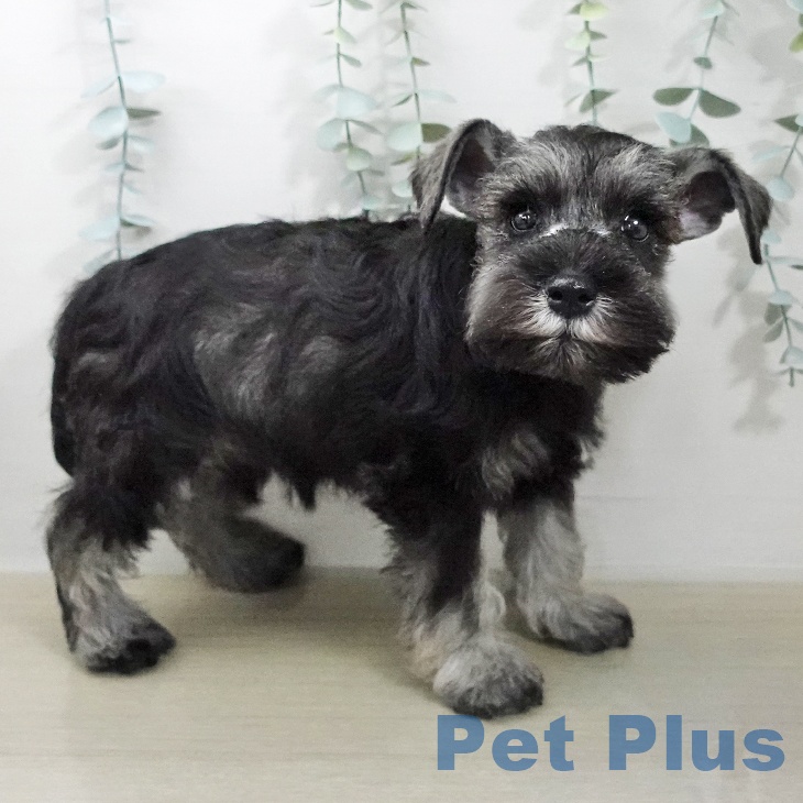 ミニチュア・シュナウザーの写真2