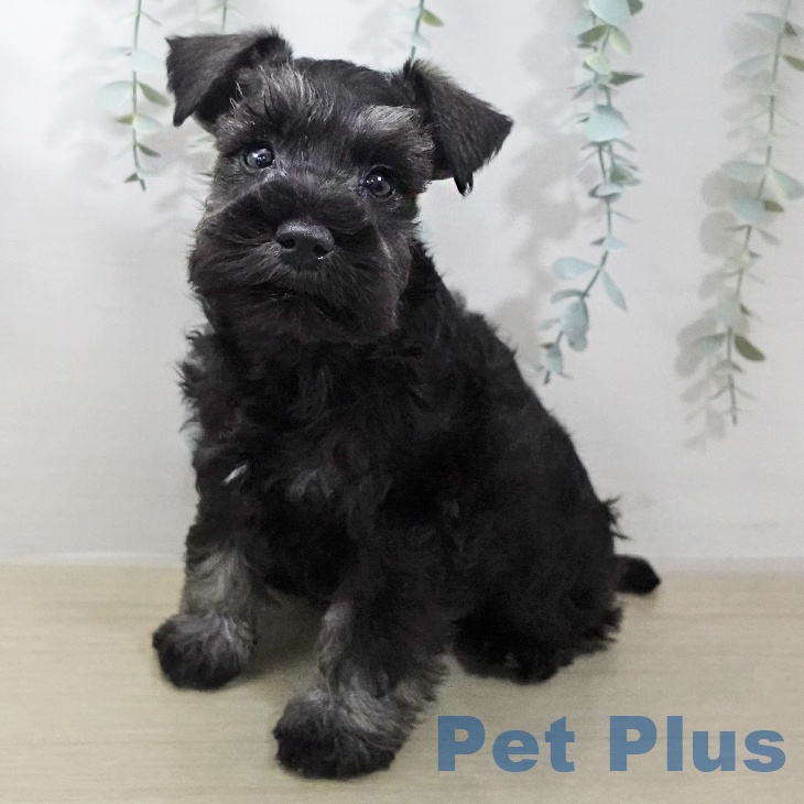 宮城県のミニチュアシュナウザー (ペットプラス 名取店/2026年1月22日生まれ/男の子/ソルトペッパー)の子犬