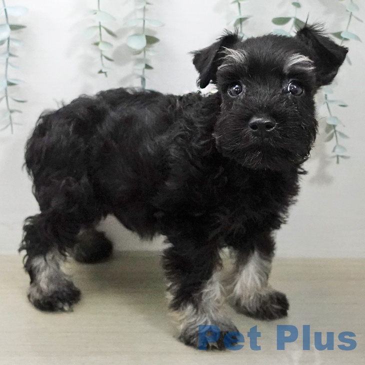 ミニチュア・シュナウザーの写真2