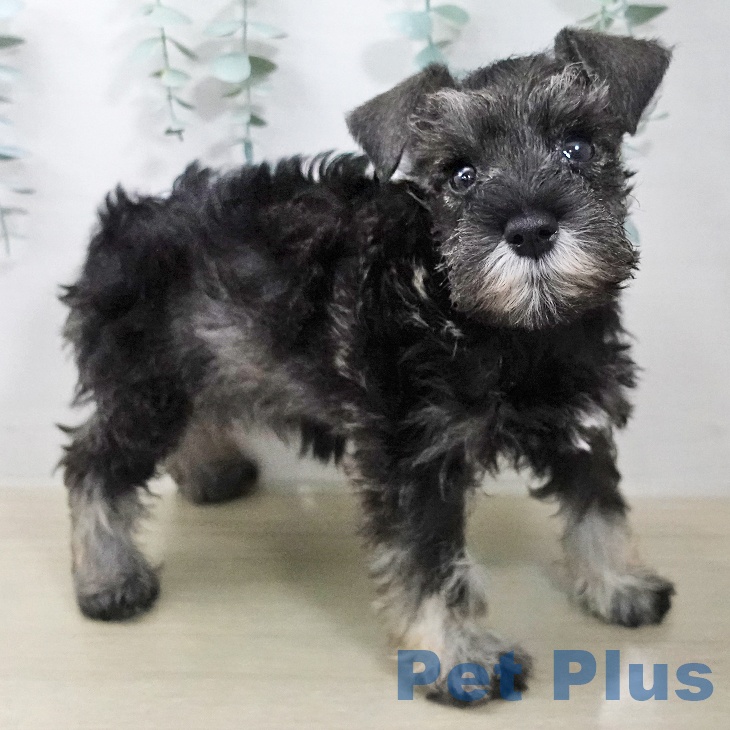 ミニチュア・シュナウザー