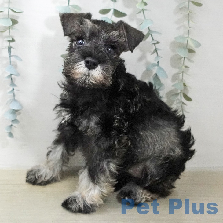 ミニチュア・シュナウザーの写真2