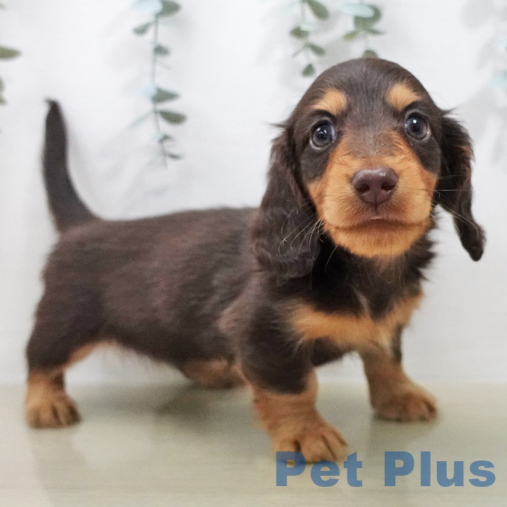 カニーンヘン・ダックスフンドの写真2