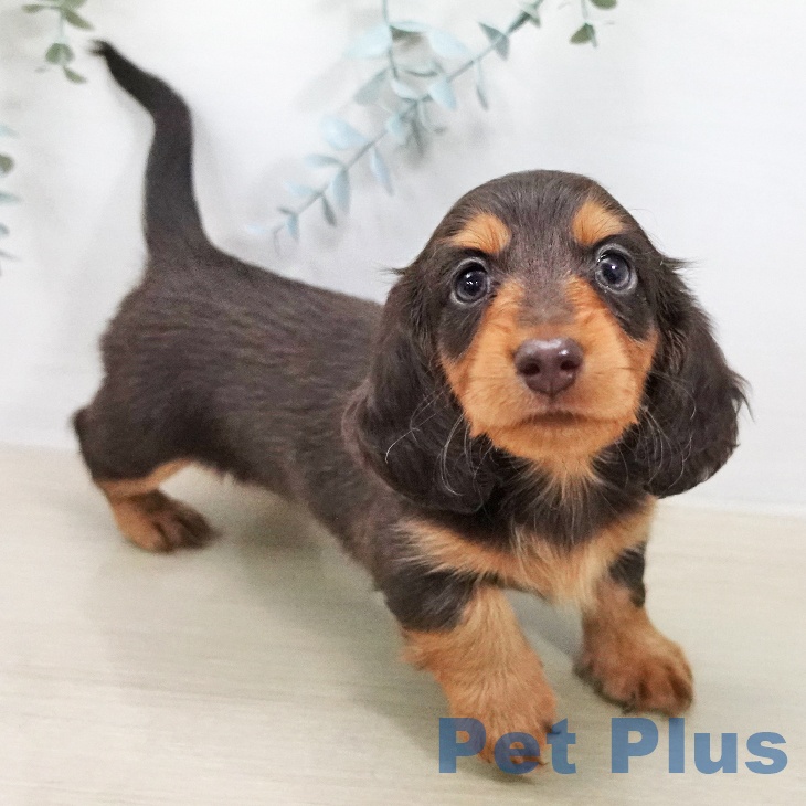 カニーンヘン・ダックスフンド