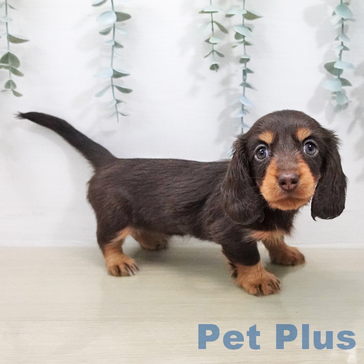 カニーンヘン・ダックスフンド