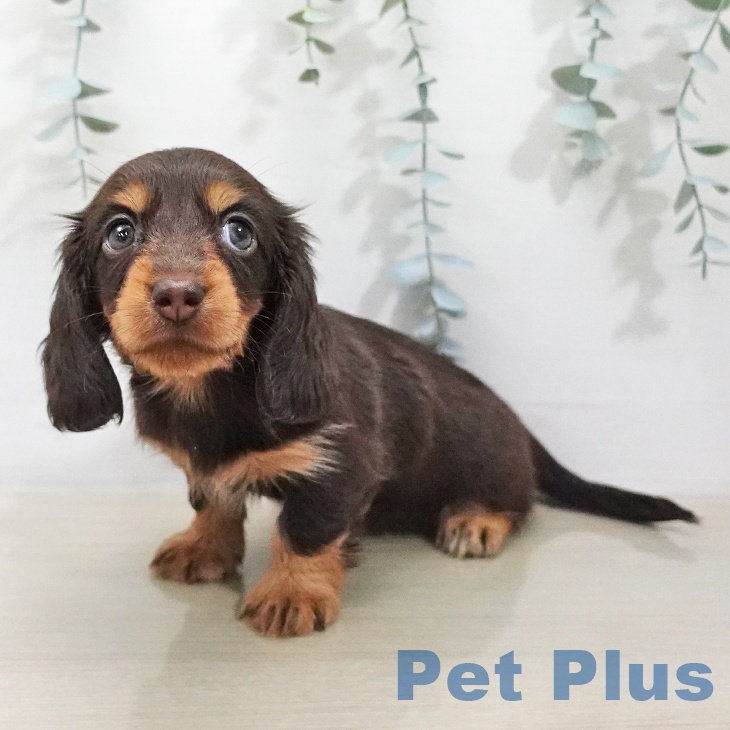 カニーンヘン・ダックスフンドの写真2