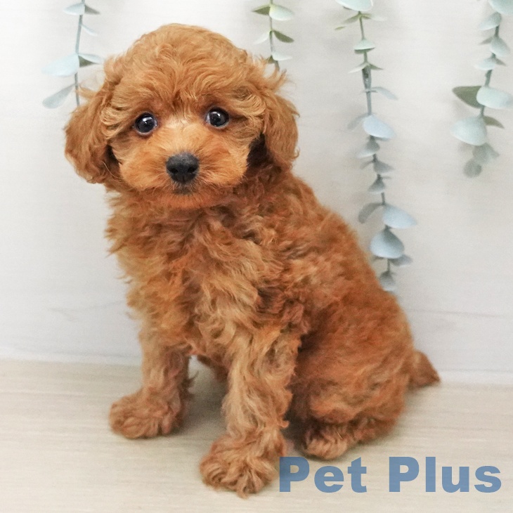 トイ・プードル