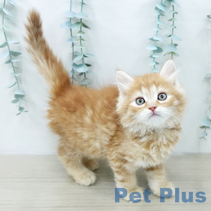 愛媛県のサイベリアン (ペットプラス 新居浜店/2026年1月16日生まれ/男の子/レッドタビー)の子猫の1枚目の画像
