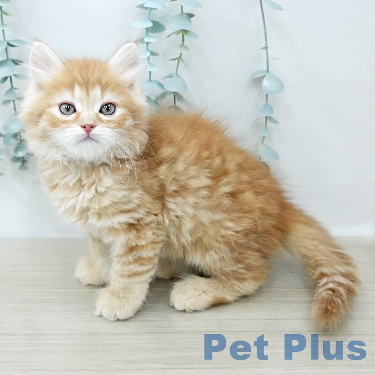 愛媛県のサイベリアン (ペットプラス 新居浜店/2026年1月16日生まれ/男の子/レッドタビー)の子猫の2枚目の画像