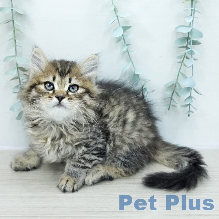 岩手県のサイベリアン (ペットプラス 盛岡南店/2026年1月16日生まれ/男の子/ブラウンタビー)の子猫の1枚目の画像