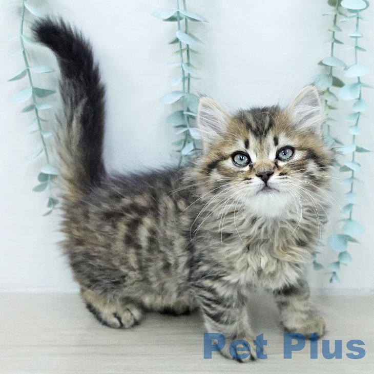 岩手県のサイベリアン (ペットプラス 盛岡南店/2026年1月16日生まれ/男の子/ブラウンタビー)の子猫の2枚目の画像