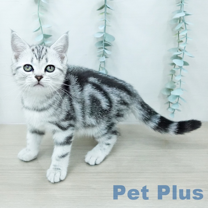 アメリカンショートヘア