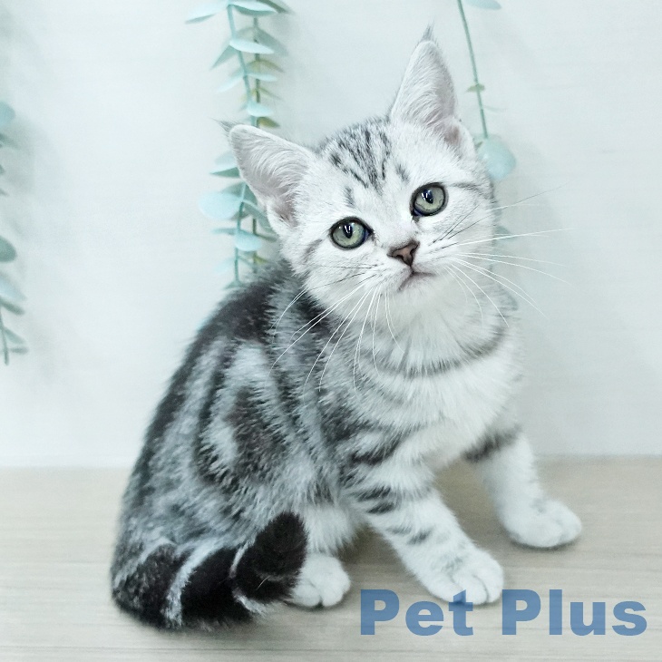 アメリカンショートヘアの写真2