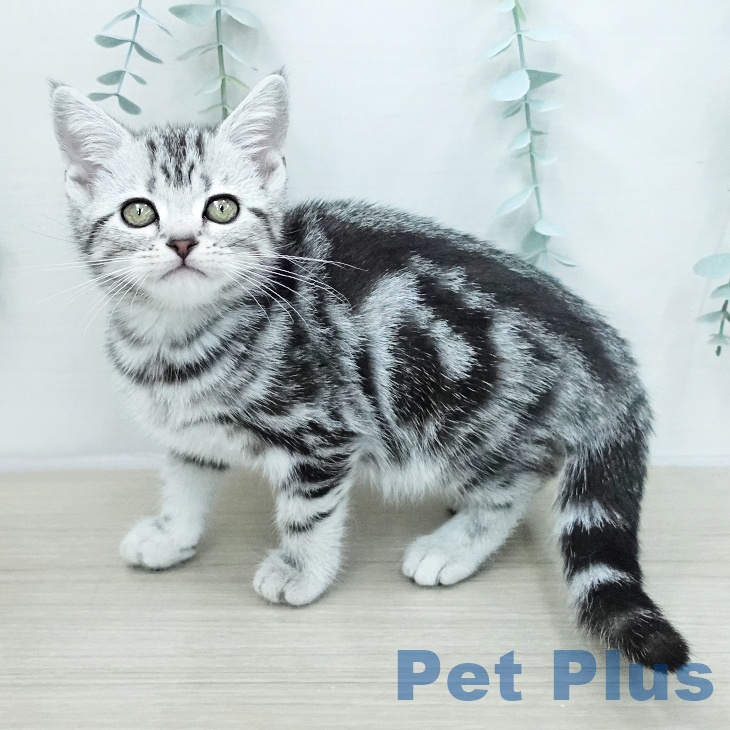 宮城県のアメリカンショートヘアー (ペットプラス 名取店/2026年1月11日生まれ/女の子/シルバータビー)の子猫
