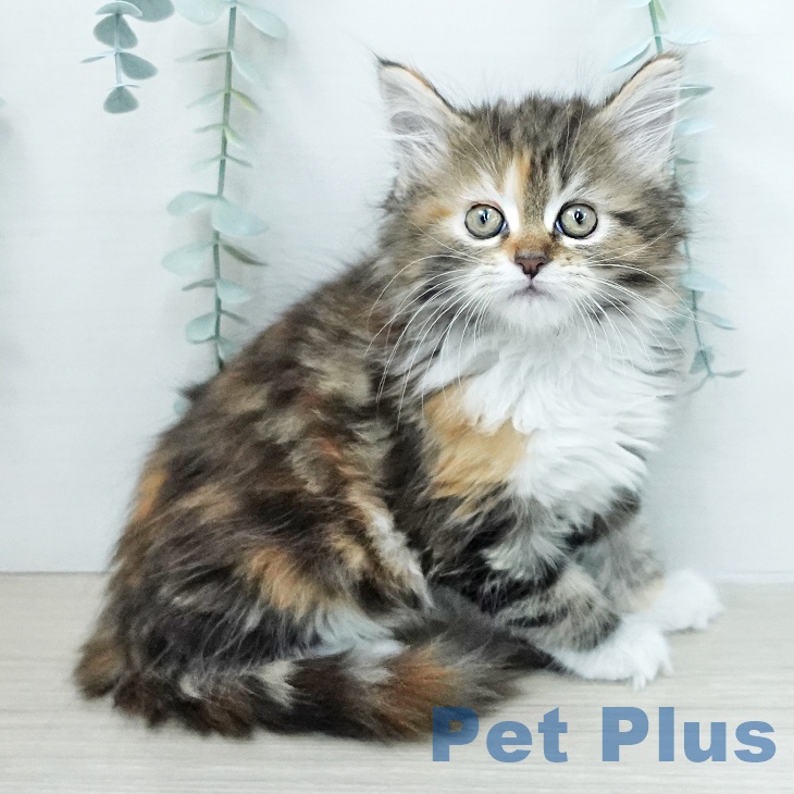 千葉県のメインクーン (ペットプラス 幕張新都心店/2026年1月18日生まれ/女の子/ブラウンパッチドタビーホワイト)の子猫の1枚目の画像