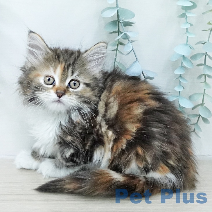 千葉県のメインクーン (ペットプラス 幕張新都心店/2026年1月18日生まれ/女の子/ブラウンパッチドタビーホワイト)の子猫の2枚目の画像