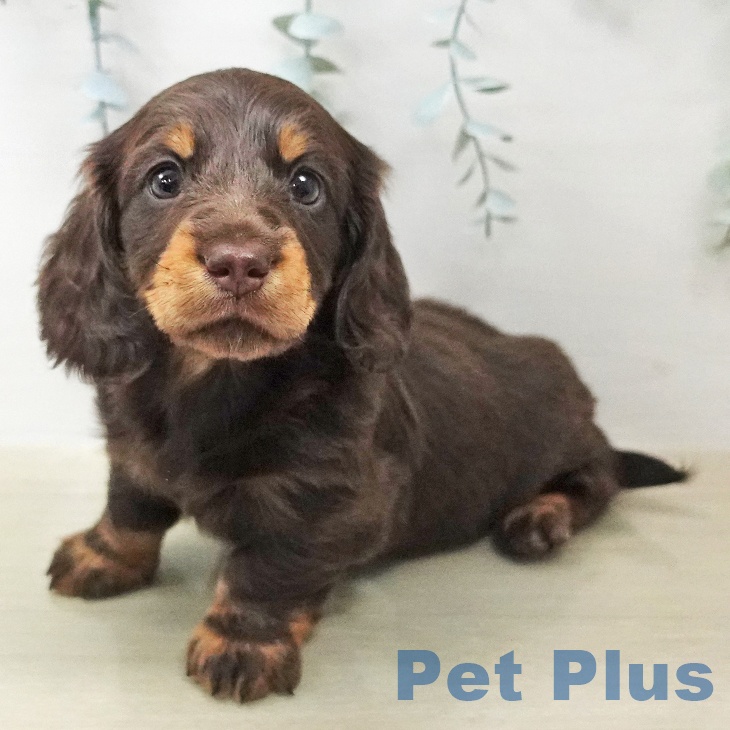 ミニチュア・ダックスフンド