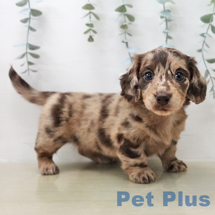 埼玉県のミニチュアダックスフンド(ロング) (ペットプラス コクーンシティ店/2026年1月25日生まれ/女の子/チョコレートダップル)の子犬の1枚目の画像