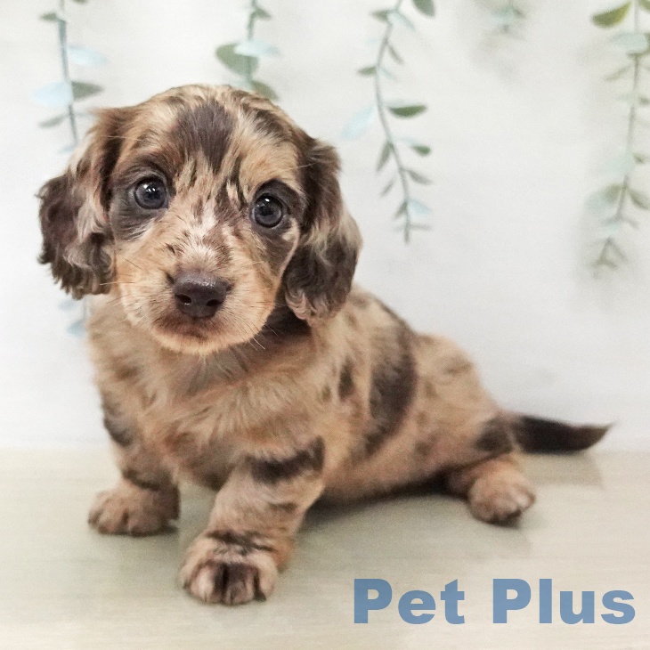 埼玉県のミニチュアダックスフンド(ロング) (ペットプラス コクーンシティ店/2026年1月25日生まれ/女の子/チョコレートダップル)の子犬の2枚目の画像