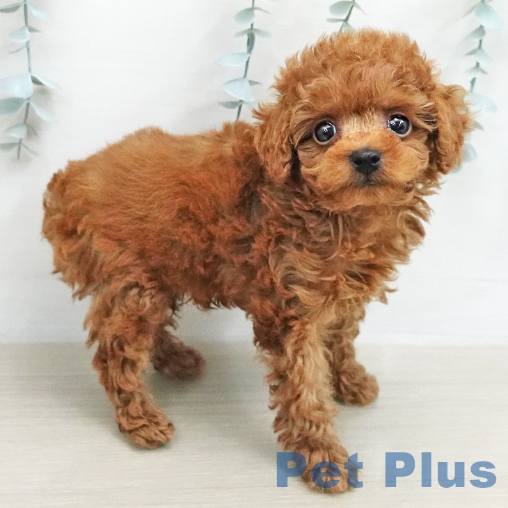 埼玉県のトイプードル(トイ) (ペッツワン 浦和美園店/2026年1月26日生まれ/男の子/レッド)の子犬