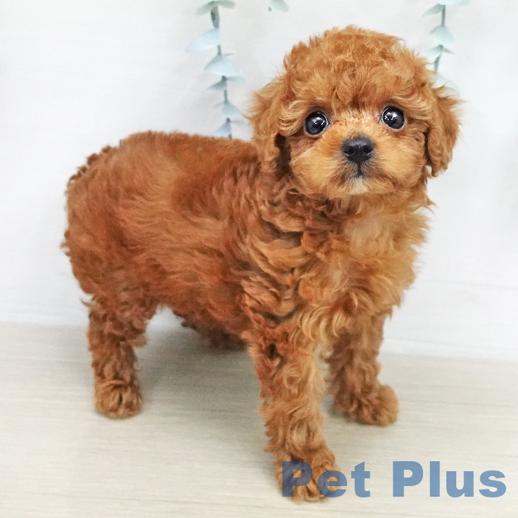 トイ・プードルの写真2